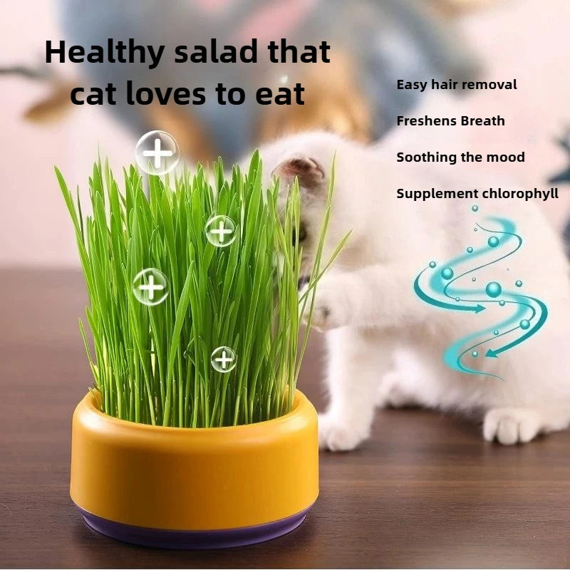 Catnip Hydroponic Box Cat Snacks Natural Hairball - Removing Cat Grass Pot