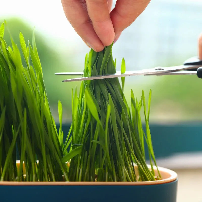 Pet Supplies Cat Snacks Cat Planting Hydroponic Box Cat Grass Pot Hydroponic Cat Grass Box