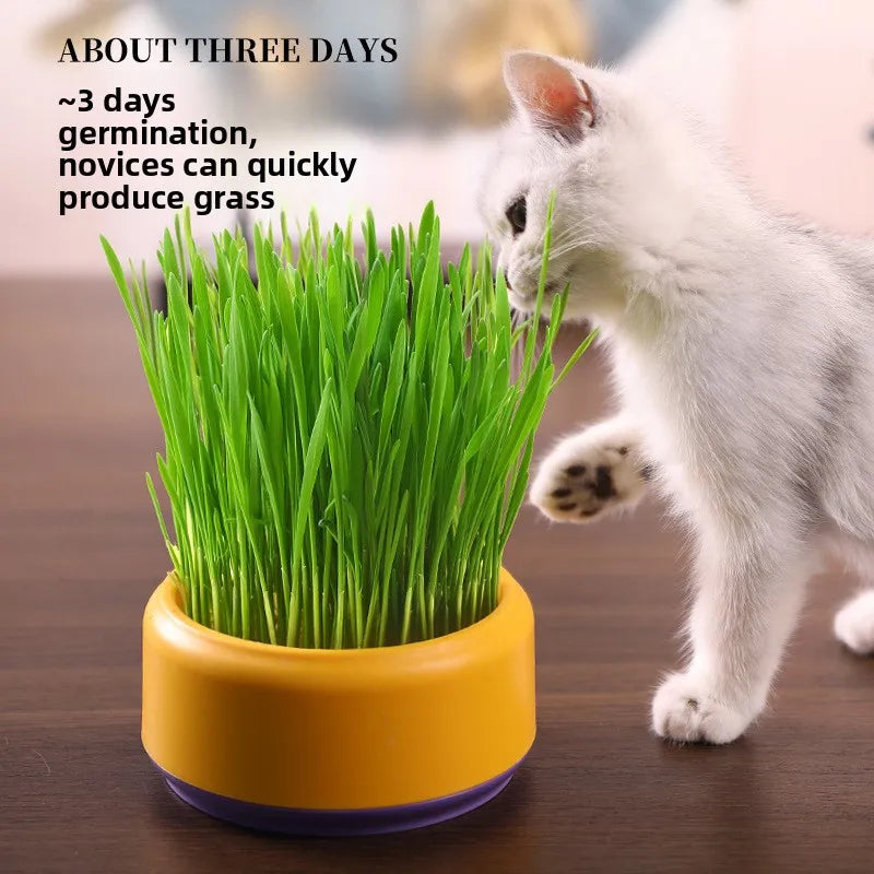 Catnip Hydroponic Box Cat Snacks Natural Hairball - Removing Cat Grass Pot